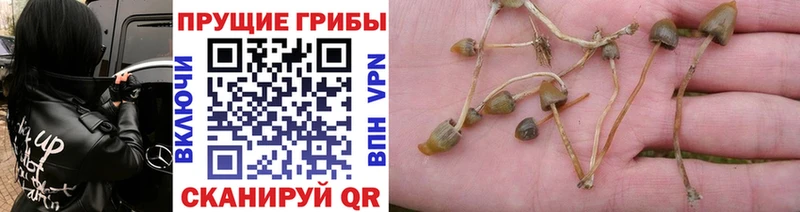 Псилоцибиновые грибы Cubensis  Купить закладки  Лукоянов 
